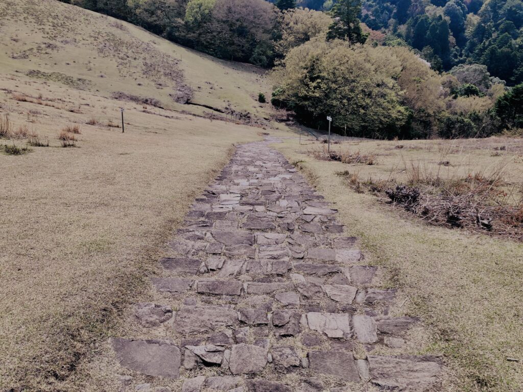 若草山,桜,花,春,花弁,奈良,奈良公園,春日山原始林,