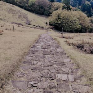 若草山,桜,花,春,花弁,奈良,奈良公園,春日山原始林,