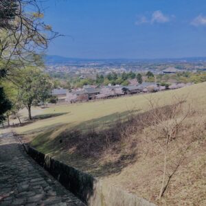 若草山,桜,花,春,花弁,奈良,奈良公園,春日山原始林,