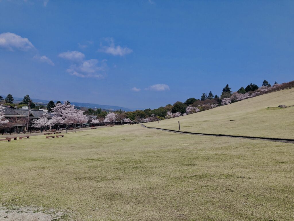 若草山,桜,花,春,花弁,奈良,奈良公園,春日山原始林,