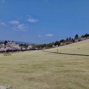 若草山,桜,花,春,花弁,奈良,奈良公園,春日山原始林,