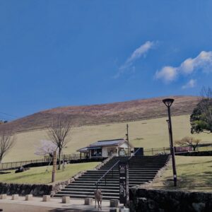 若草山,桜,花,春,花弁,奈良,奈良公園,春日山原始林,