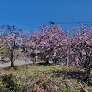 吉野山,大峰連山,奈良,桜名所,吉野熊野国立公園, 下千本,中千本,上千本,白山桜,