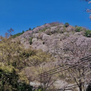 吉野山,大峰連山,奈良,桜名所,吉野熊野国立公園, 下千本,中千本,上千本,白山桜,