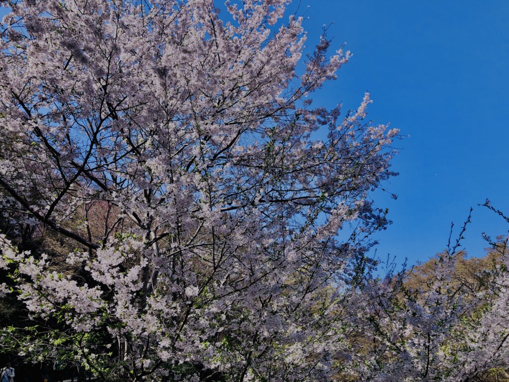 吉野山,大峰連山,奈良,桜名所,吉野熊野国立公園, 下千本,中千本,上千本,白山桜,