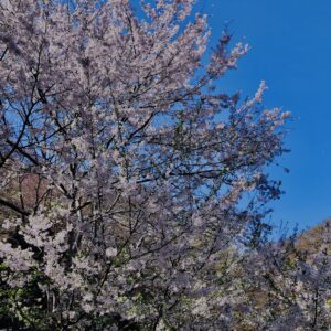吉野山,大峰連山,奈良,桜名所,吉野熊野国立公園, 下千本,中千本,上千本,白山桜,