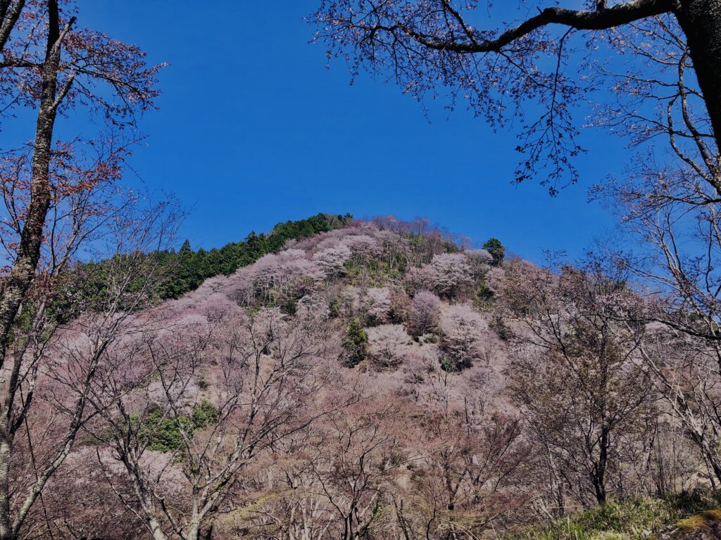 吉野山,大峰連山,奈良,桜名所,吉野熊野国立公園, 下千本,中千本,上千本,白山桜,