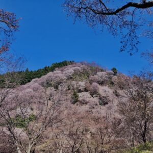 吉野山,大峰連山,奈良,桜名所,吉野熊野国立公園, 下千本,中千本,上千本,白山桜,