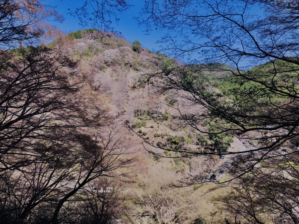 吉野山,大峰連山,奈良,桜名所,吉野熊野国立公園, 下千本,中千本,上千本,白山桜,