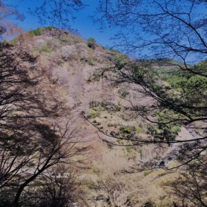 吉野山,大峰連山,奈良,桜名所,吉野熊野国立公園, 下千本,中千本,上千本,白山桜,