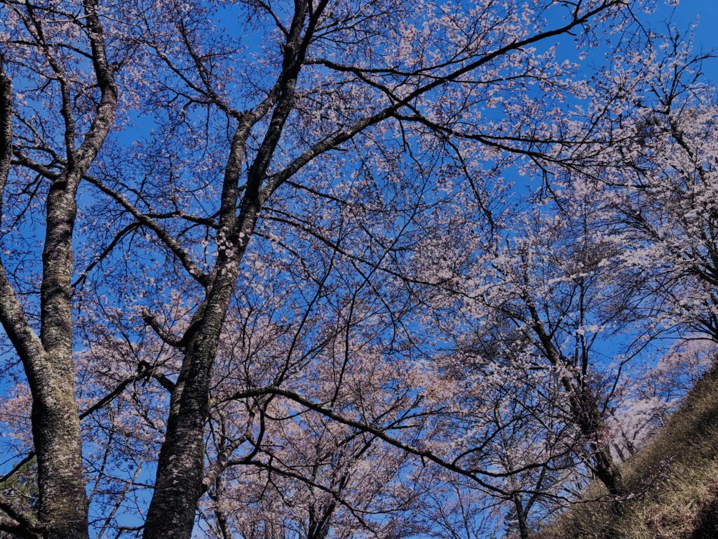 吉野山,大峰連山,奈良,桜名所,吉野熊野国立公園, 下千本,中千本,上千本,白山桜,