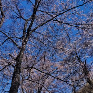 吉野山,大峰連山,奈良,桜名所,吉野熊野国立公園, 下千本,中千本,上千本,白山桜,