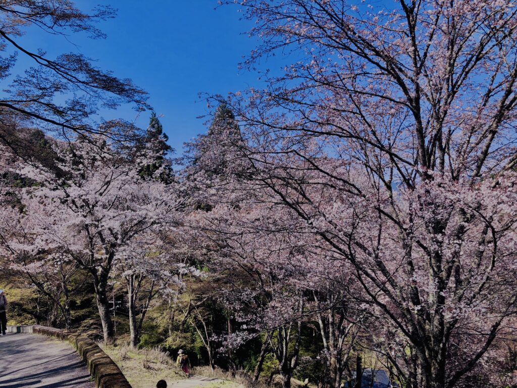 吉野山,大峰連山,奈良,桜名所,吉野熊野国立公園, 下千本,中千本,上千本,白山桜,