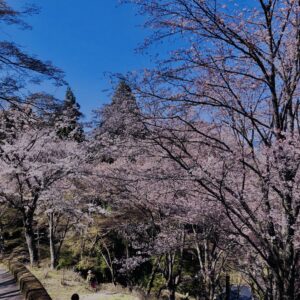 吉野山,大峰連山,奈良,桜名所,吉野熊野国立公園, 下千本,中千本,上千本,白山桜,