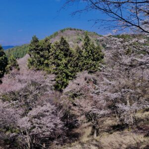 吉野山,大峰連山,奈良,桜名所,吉野熊野国立公園, 下千本,中千本,上千本,白山桜,