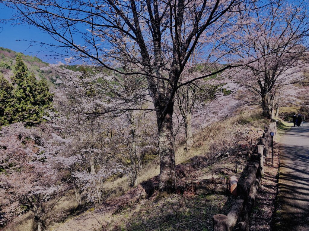 吉野山,大峰連山,奈良,桜名所,吉野熊野国立公園, 下千本,中千本,上千本,白山桜,