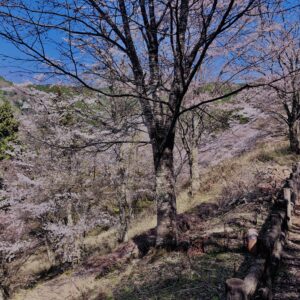 吉野山,大峰連山,奈良,桜名所,吉野熊野国立公園, 下千本,中千本,上千本,白山桜,