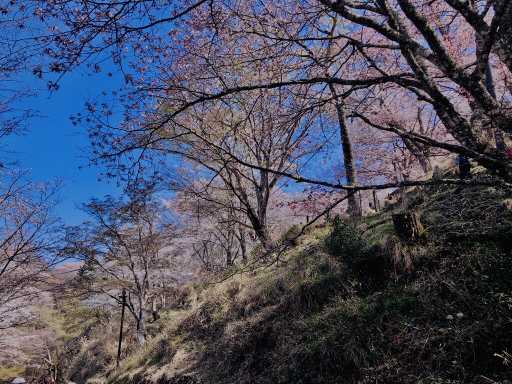 吉野山,大峰連山,奈良,桜名所,吉野熊野国立公園, 下千本,中千本,上千本,白山桜,