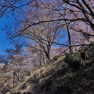 吉野山,大峰連山,奈良,桜名所,吉野熊野国立公園, 下千本,中千本,上千本,白山桜,