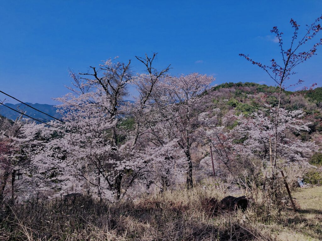 吉野山,大峰連山,奈良,桜名所,吉野熊野国立公園, 下千本,中千本,上千本,白山桜,