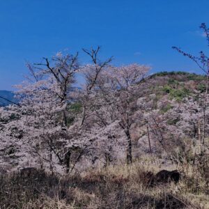 吉野山,大峰連山,奈良,桜名所,吉野熊野国立公園, 下千本,中千本,上千本,白山桜,