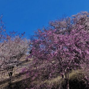 吉野山,大峰連山,奈良,桜名所,吉野熊野国立公園, 下千本,中千本,上千本,白山桜,