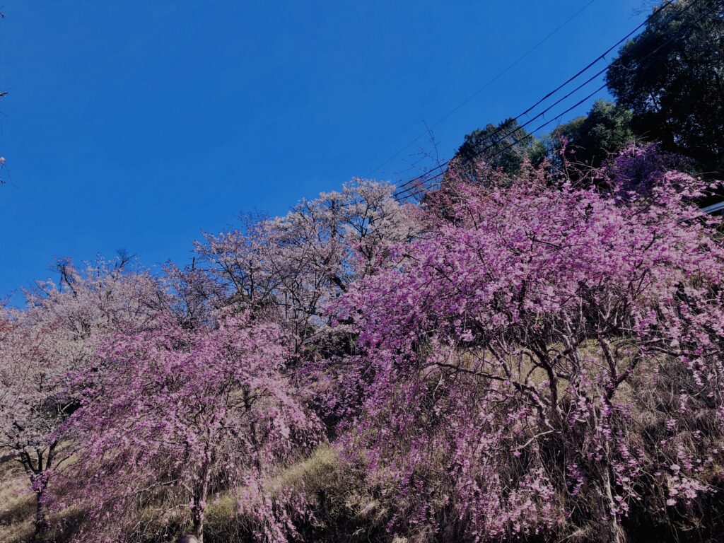 吉野山,大峰連山,奈良,桜名所,吉野熊野国立公園, 下千本,中千本,上千本,白山桜,