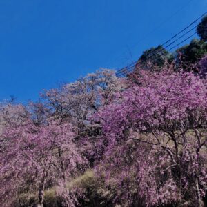 吉野山,大峰連山,奈良,桜名所,吉野熊野国立公園, 下千本,中千本,上千本,白山桜,
