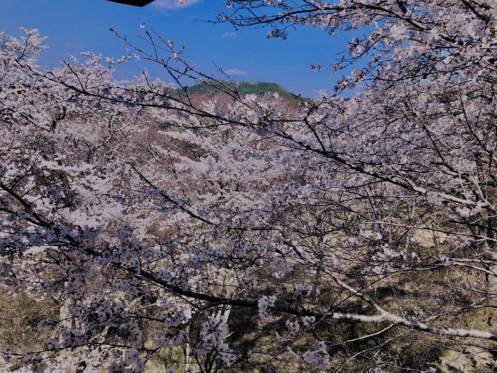吉野山,大峰連山,奈良,桜名所,吉野熊野国立公園, 下千本,中千本,上千本,白山桜,