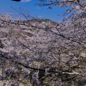 吉野山,大峰連山,奈良,桜名所,吉野熊野国立公園, 下千本,中千本,上千本,白山桜,