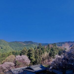 吉野山,大峰連山,奈良,桜名所,吉野熊野国立公園, 下千本,中千本,上千本,白山桜,