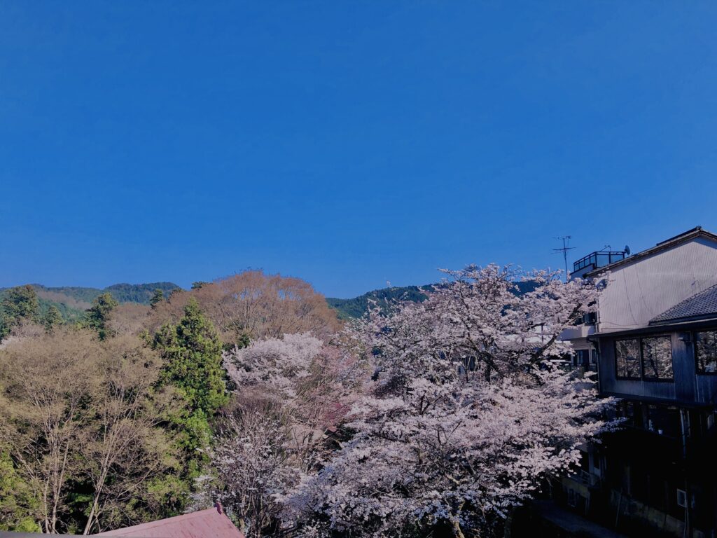 吉野山,大峰連山,奈良,桜名所,吉野熊野国立公園, 下千本,中千本,上千本,白山桜,