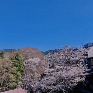 吉野山,大峰連山,奈良,桜名所,吉野熊野国立公園, 下千本,中千本,上千本,白山桜,