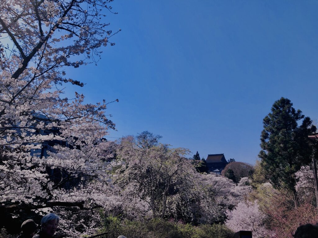 吉野山,大峰連山,奈良,桜名所,吉野熊野国立公園, 下千本,中千本,上千本,白山桜,
