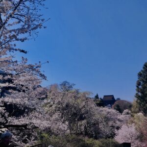 吉野山,大峰連山,奈良,桜名所,吉野熊野国立公園, 下千本,中千本,上千本,白山桜,