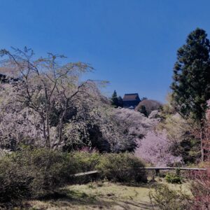 吉野山,大峰連山,奈良,桜名所,吉野熊野国立公園, 下千本,中千本,上千本,白山桜,