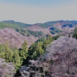 吉野山,大峰連山,奈良,桜名所,吉野熊野国立公園, 下千本,中千本,上千本,白山桜,
