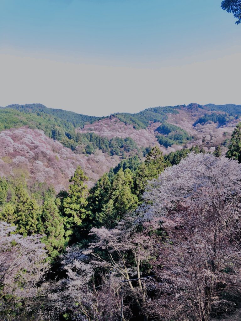 吉野山,大峰連山,奈良,桜名所,吉野熊野国立公園, 下千本,中千本,上千本,白山桜,