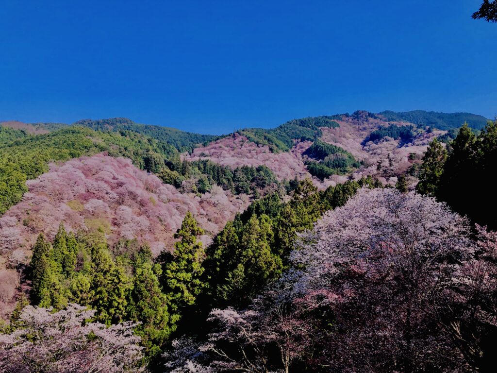 吉野山,大峰連山,奈良,桜名所,吉野熊野国立公園, 下千本,中千本,上千本,白山桜,