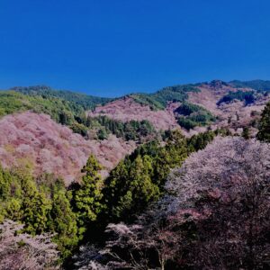 吉野山,大峰連山,奈良,桜名所,吉野熊野国立公園, 下千本,中千本,上千本,白山桜,