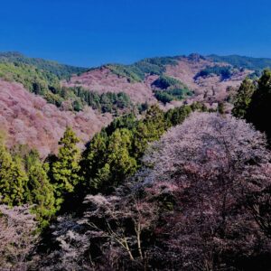 吉野山,大峰連山,奈良,桜名所,吉野熊野国立公園, 下千本,中千本,上千本,白山桜,