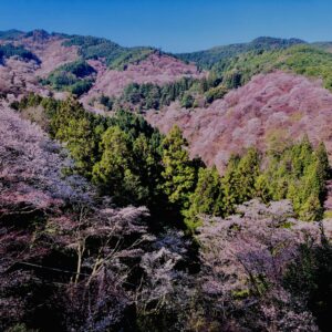 吉野山,大峰連山,奈良,桜名所,吉野熊野国立公園, 下千本,中千本,上千本,白山桜,