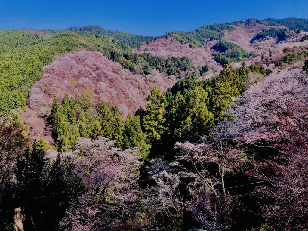 吉野山,大峰連山,奈良,桜名所,吉野熊野国立公園, 下千本,中千本,上千本,白山桜,