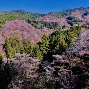吉野山,大峰連山,奈良,桜名所,吉野熊野国立公園, 下千本,中千本,上千本,白山桜,