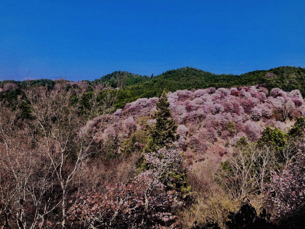 吉野山,大峰連山,奈良,桜名所,吉野熊野国立公園, 下千本,中千本,上千本,白山桜,