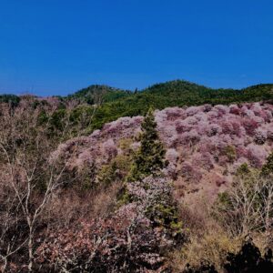 吉野山,大峰連山,奈良,桜名所,吉野熊野国立公園, 下千本,中千本,上千本,白山桜,