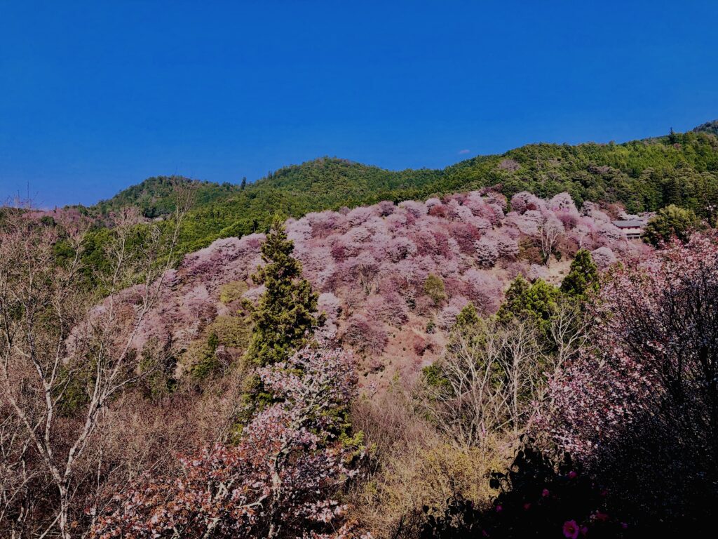 吉野山,大峰連山,奈良,桜名所,吉野熊野国立公園, 下千本,中千本,上千本,白山桜,