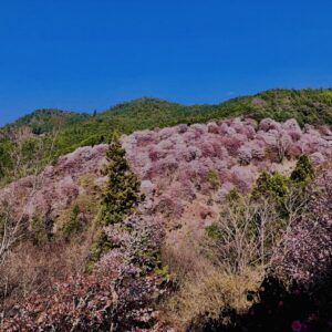 吉野山,大峰連山,奈良,桜名所,吉野熊野国立公園, 下千本,中千本,上千本,白山桜,
