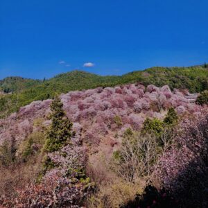 吉野山,大峰連山,奈良,桜名所,吉野熊野国立公園, 下千本,中千本,上千本,白山桜,