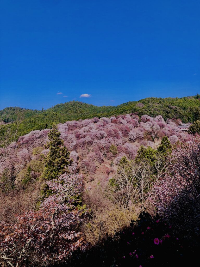 吉野山,大峰連山,奈良,桜名所,吉野熊野国立公園, 下千本,中千本,上千本,白山桜,